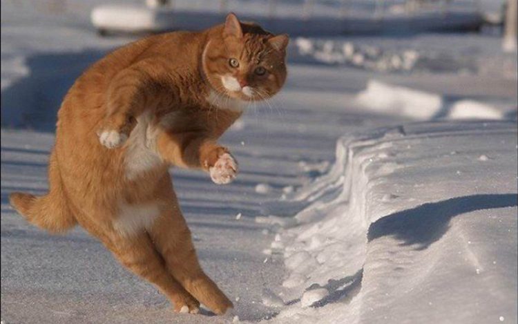 The Funniest Cats on the Internet: 30 Photos