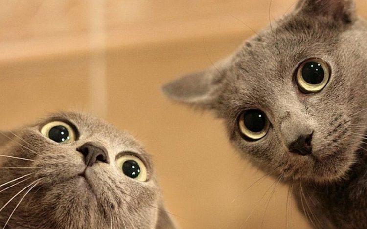 Самые смешные коты интернета, 50 фото