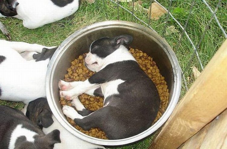 30 самых забавных фото спящих собак