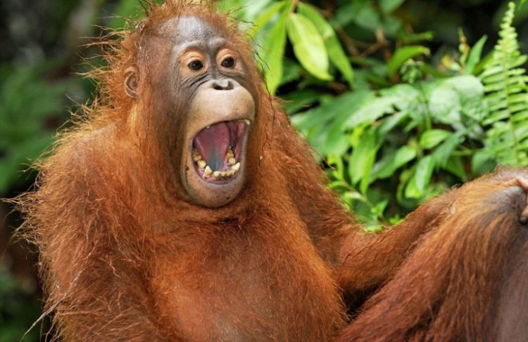 The Funniest Photos of Smiling Animals