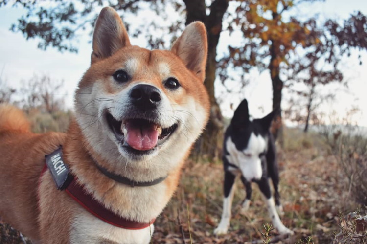 The Funniest Photos of Smiling Animals