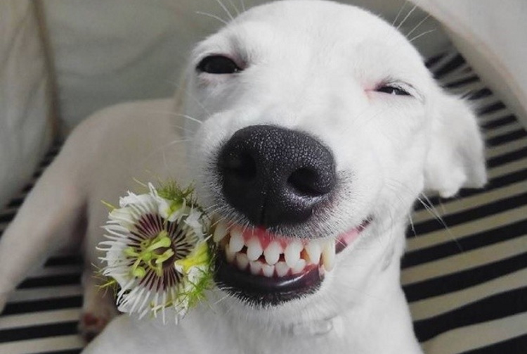 40 фотодоказательств того, что животные тоже умеют искренне улыбаться