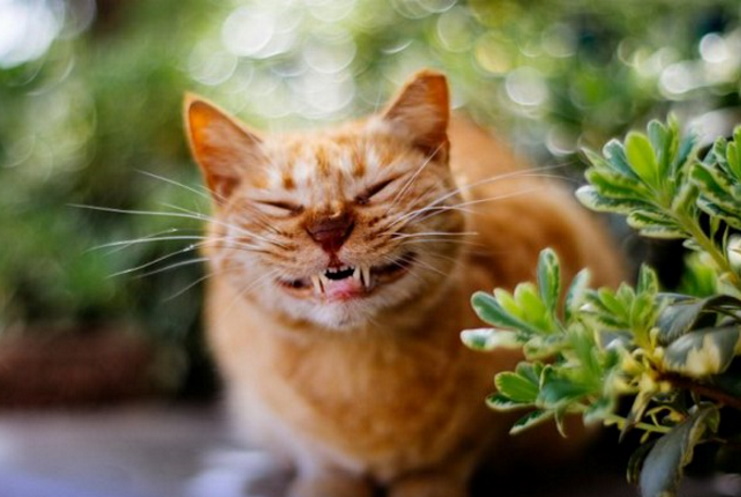 The Funniest Photos of Smiling Animals