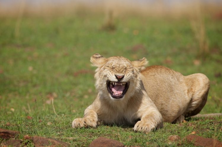 The Funniest Photos of Smiling Animals