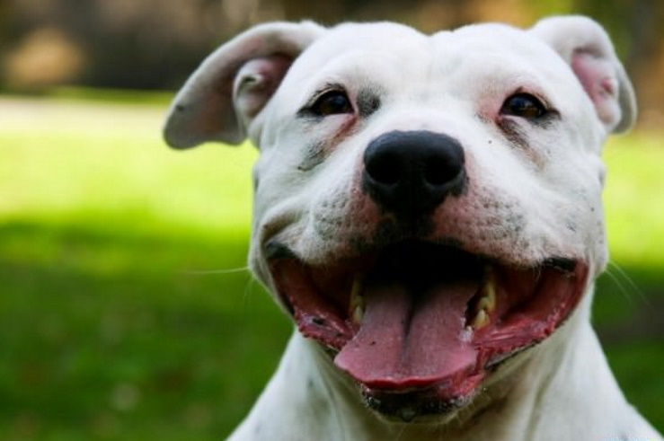 The Funniest Photos of Smiling Animals