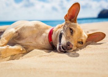 40 фотодоказательств того, что животные тоже умеют искренне улыбаться