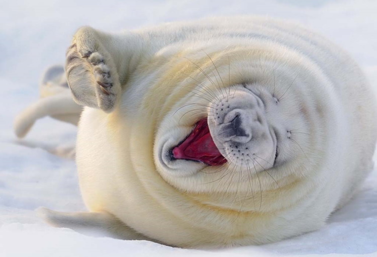 The Funniest Photos of Smiling Animals