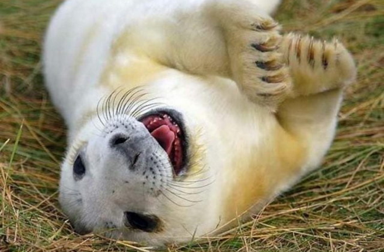 The Funniest Photos of Smiling Animals