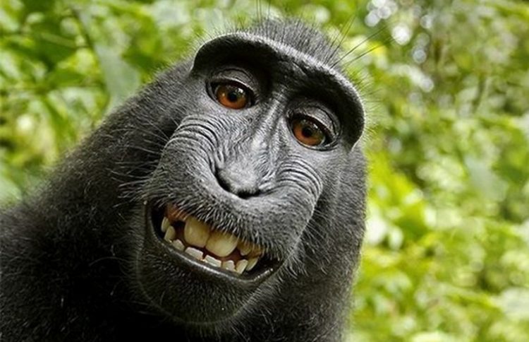 The Funniest Photos of Smiling Animals