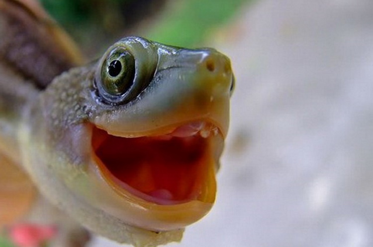 40 фотодоказательств того, что животные тоже умеют искренне улыбаться