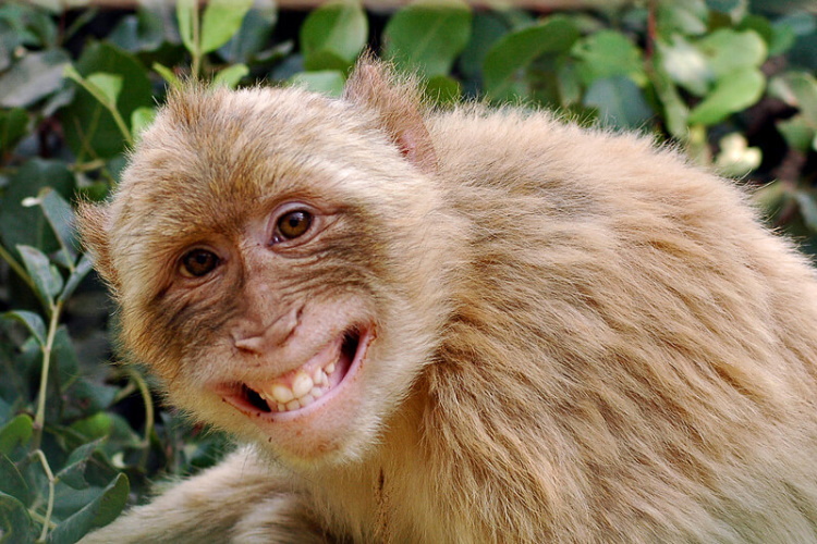 The Funniest Photos of Smiling Animals