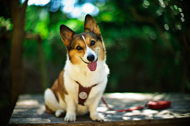 The Funniest Photos of Smiling Animals