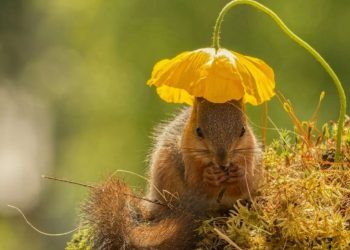 40 фотодоказательств того, что белки — самые забавные зверушки