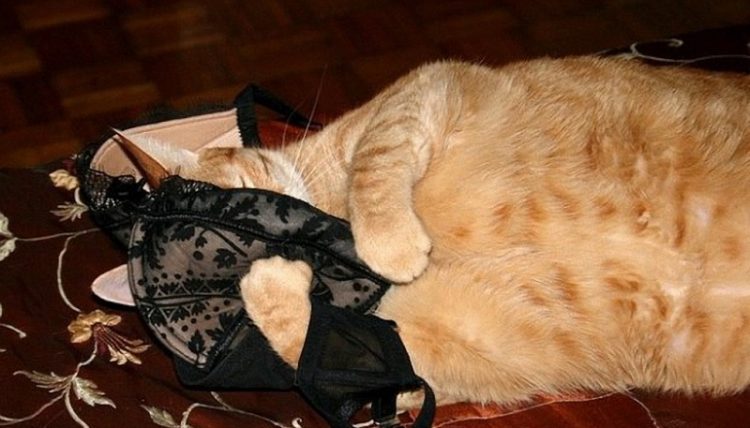 Animals Look Like After a Party: Funniest Pics