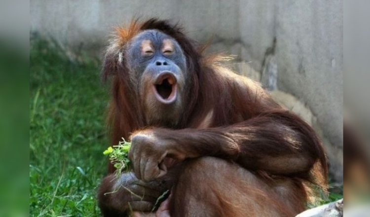 Animals Look Like After a Party: Funniest Pics