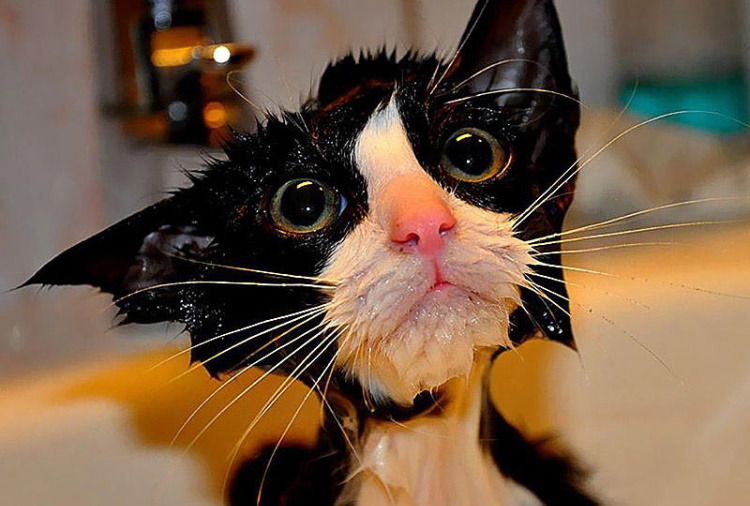 Мокрые и смешные: 40 фотографий животных после водных процедур