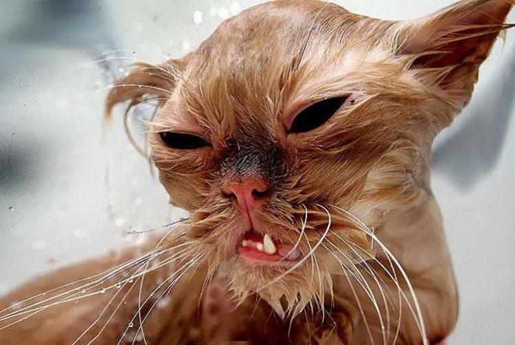 Мокрые и смешные: 40 фотографий животных после водных процедур