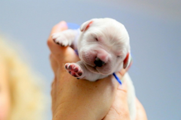 40 милых фото новорожденных зверушек