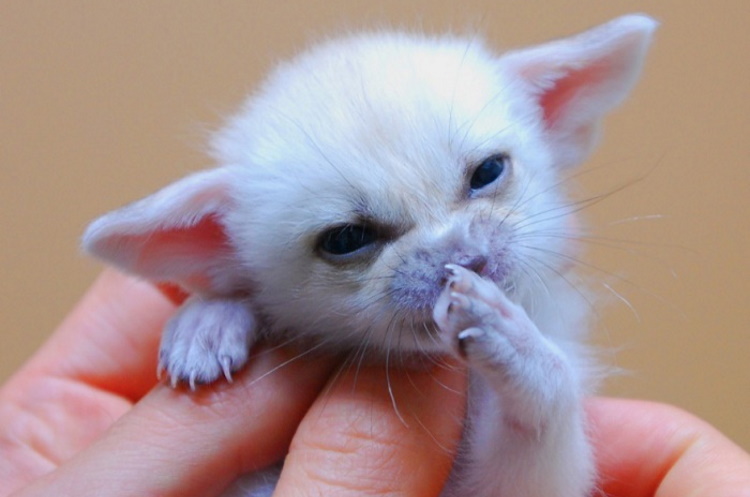 40 милых фото новорожденных зверушек