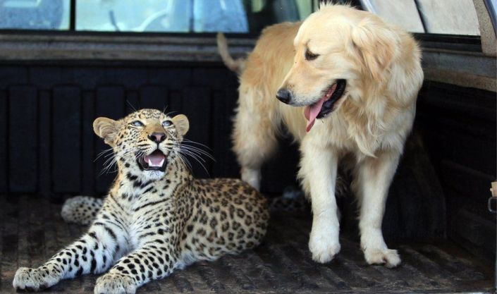 50 милых фотопримеров дружбы между животными