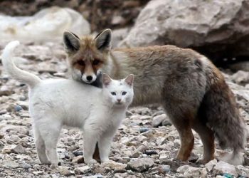 50 милых фотопримеров дружбы между животными