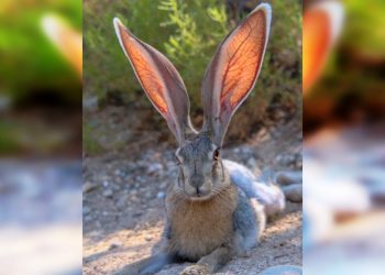 30 любопытных фотофактов