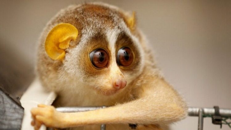 The Most Unusual and Funny Exotic Creatures