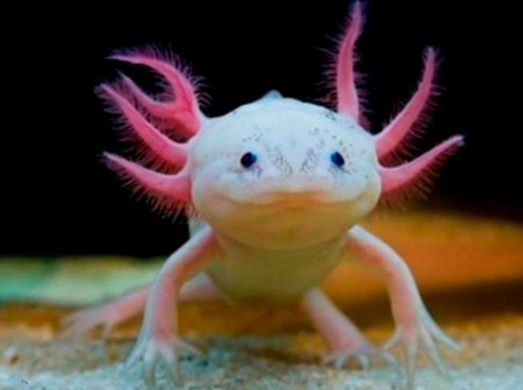 The Most Unusual and Funny Exotic Creatures