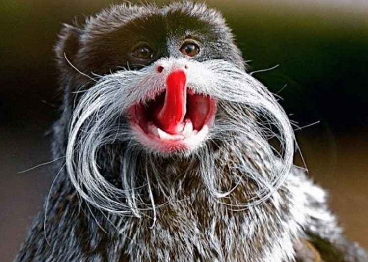 The Most Unusual and Funny Exotic Creatures