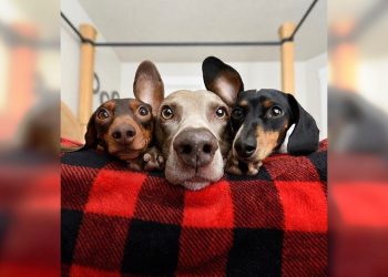 Очень харизматичные животные, которые могли бы работать моделями