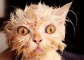 Wet and Funny: 35 Photos of Animals After Water Procedures