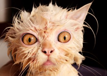 Wet and Funny: 35 Photos of Animals After Water Procedures