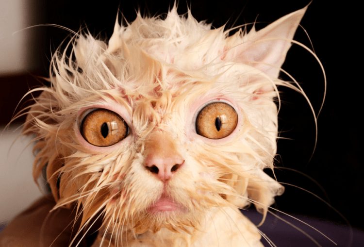 Wet and Funny: 35 Photos of Animals After Water Procedures