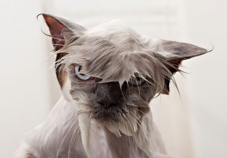 Wet and Funny: 35 Photos of Animals After Water Procedures