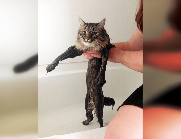 Wet and Funny: 35 Photos of Animals After Water Procedures