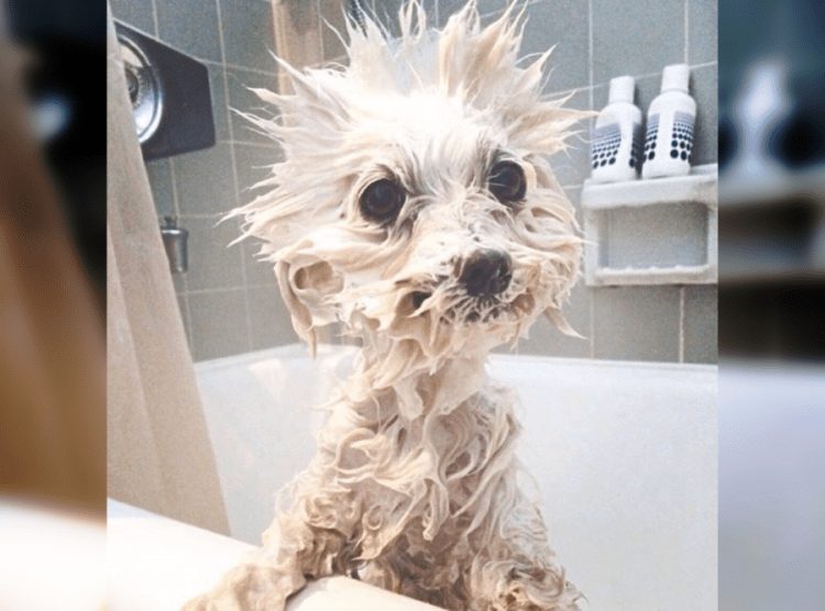 Wet and Funny: 35 Photos of Animals After Water Procedures