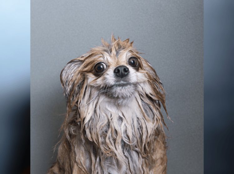 Wet and Funny: 35 Photos of Animals After Water Procedures