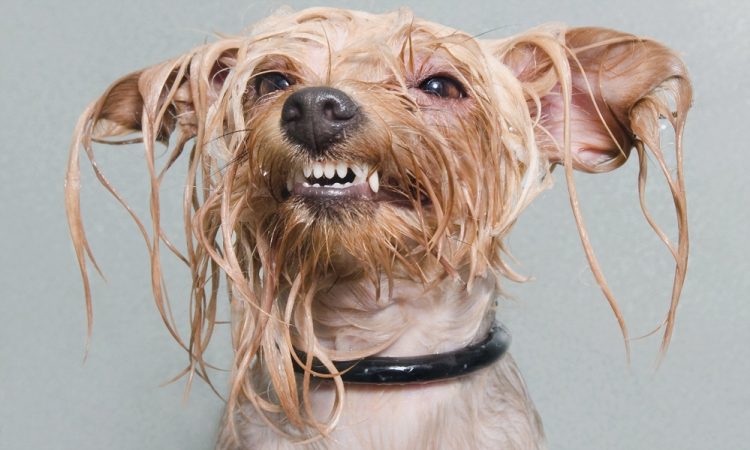 Wet and Funny: 35 Photos of Animals After Water Procedures