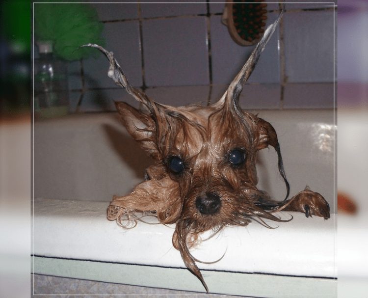 Wet and Funny: 35 Photos of Animals After Water Procedures