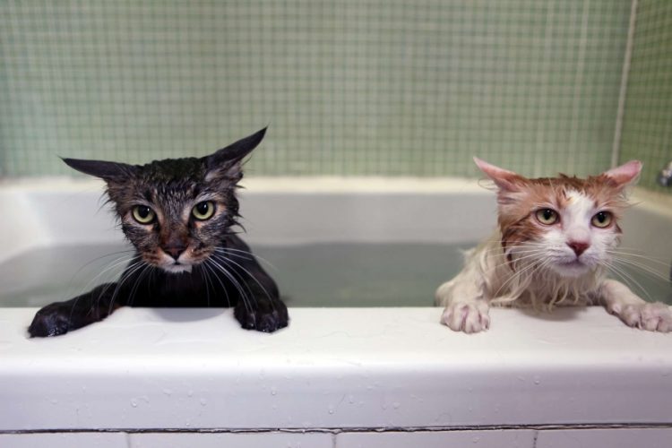 Wet and Funny: 35 Photos of Animals After Water Procedures