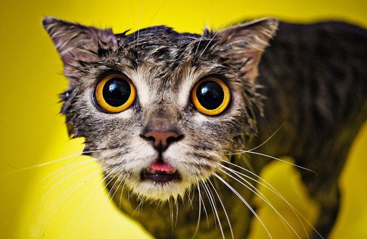 Wet and Funny: 35 Photos of Animals After Water Procedures