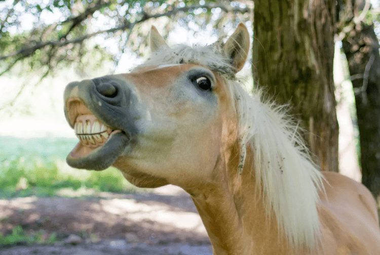 The Funniest Photos of Smiling Animals