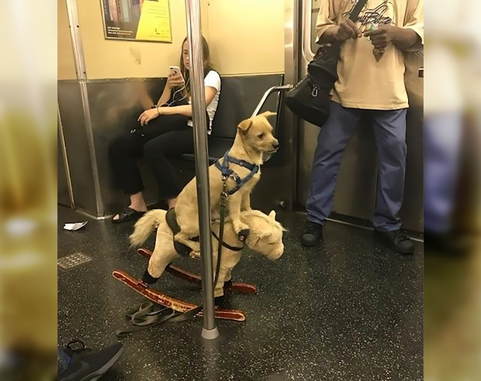 Subway Surprises: Odd and Funny Encounters on the Train