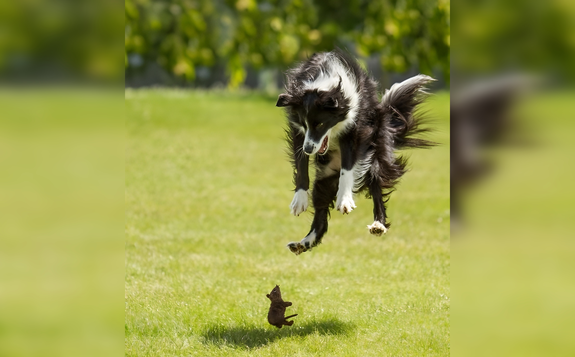 Animal Antics: Impeccable Timing Caught on Camera