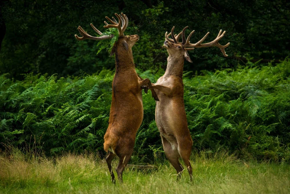 Animal Antics: Impeccable Timing Caught on Camera