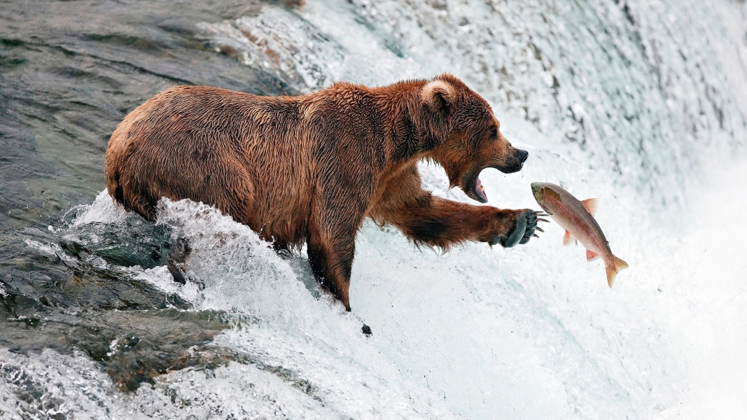 Animal Antics: Impeccable Timing Caught on Camera