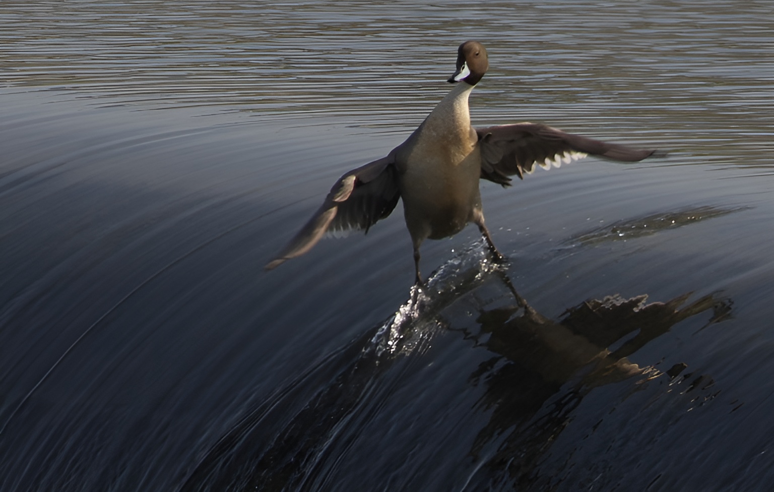 Animal Antics: Impeccable Timing Caught on Camera