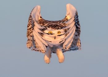 Animal Antics: Impeccable Timing Caught on Camera
