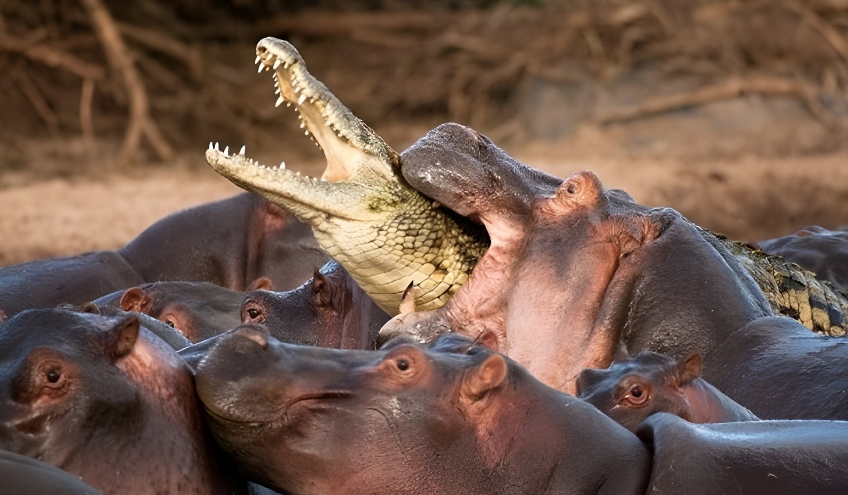 Animal Antics: Impeccable Timing Caught on Camera