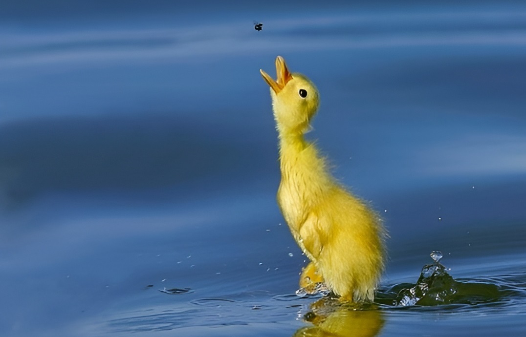 Animal Antics: Impeccable Timing Caught on Camera